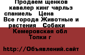 Продаем щенков кавалер кинг чарльз спаниель › Цена ­ 60 000 - Все города Животные и растения » Собаки   . Кемеровская обл.,Топки г.